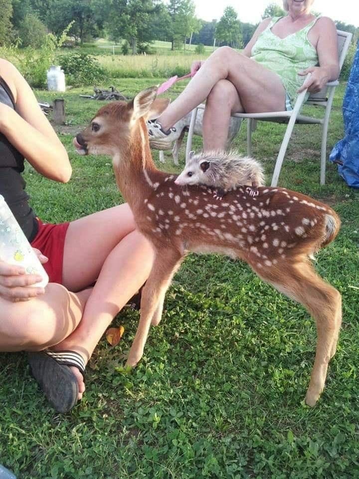 Fawn being cared for